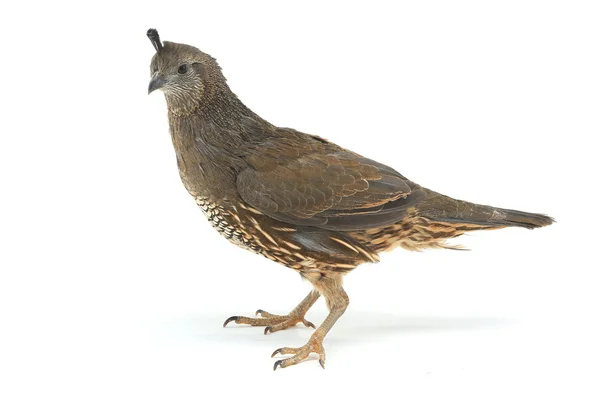 Female California Quail — Stock Photo, Image