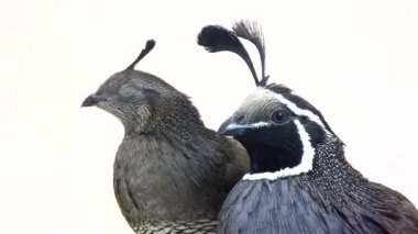 İki erkek bıldırcınlar