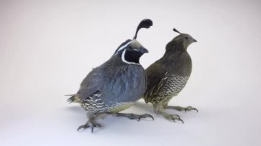 İki erkek bıldırcınlar