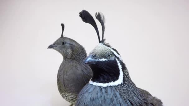 Two male quails — Stock Video