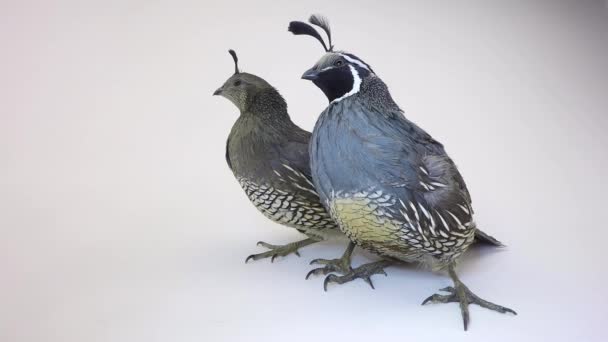 Two male quails — Stock Video