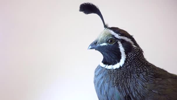 Mooie Californië Quail — Stockvideo