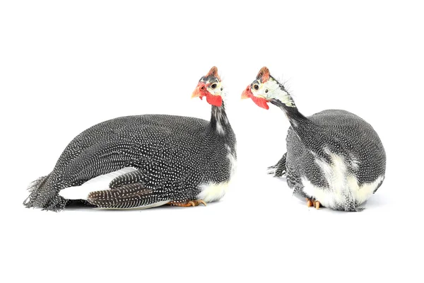 Guinea fowls (Numida meleagris) — Stock Photo, Image