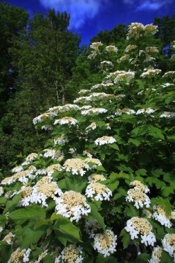 guelder gül çiçek