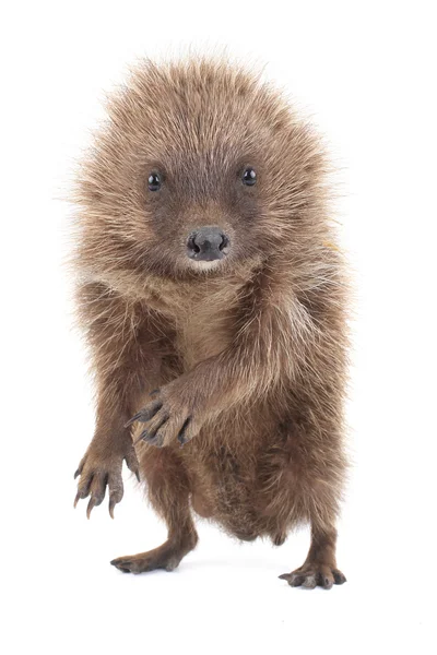 Little cute  hedgehog — Stock Photo, Image