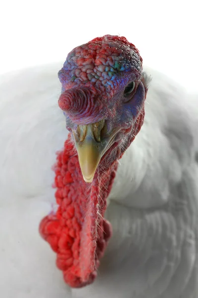 White domestic turkey — Stock Photo, Image