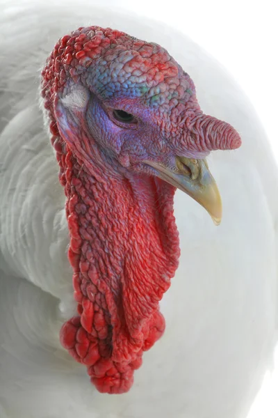 Witte binnenlandse Turkije — Stockfoto