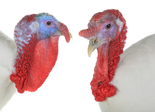 Portrait of two turkeys — Stock Photo, Image