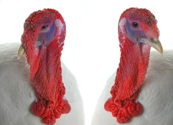 Portrait of two turkeys — Stock Photo, Image