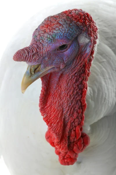 White domestic turkey — Stock Photo, Image