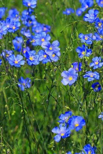 Blå blommor i gräset — Stockfoto