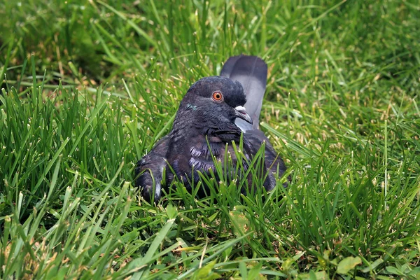 Pigeon assis sur une herbe verte — Photo