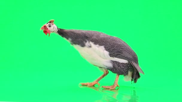 Guinea fowls (Numida meleagris) — Stock Video