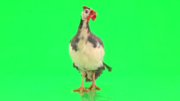 珍珠鸡 (美国东北大学) — 图库视频影像