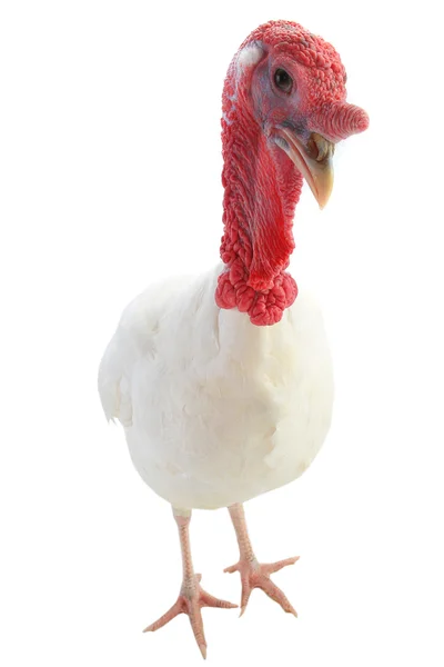 White domestic turkey — Stock Photo, Image