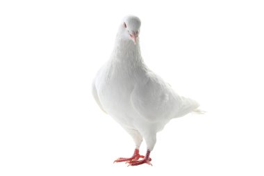 Beyaz Güvercin - barış sembolü