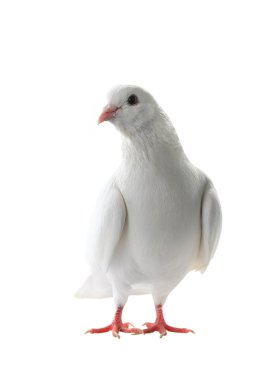 Beyaz Güvercin - barış sembolü