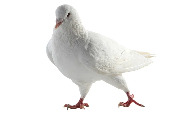 Білий голуб - символ миру — стокове фото