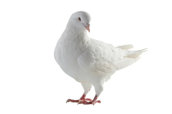 White pigeon - symbol of peace — Stock Photo, Image