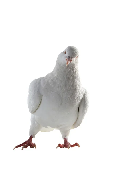 Pigeon blanc - symbole de paix — Photo