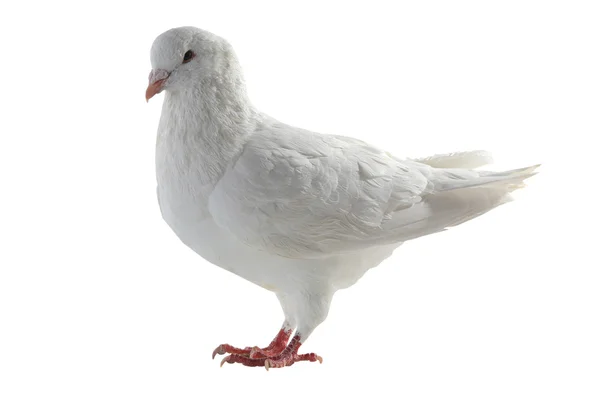 White pigeon - symbol of peace — Stock Photo, Image