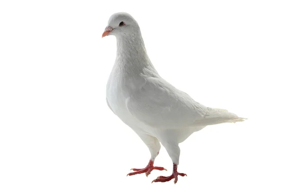 Biały gołąb - symbol pokoju — Zdjęcie stockowe