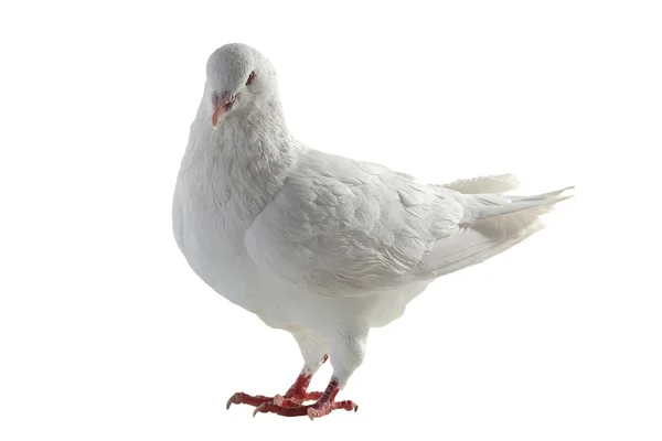 White pigeon - symbol of peace — Stock Photo, Image