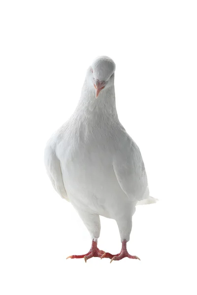 Biały gołąb - symbol pokoju — Zdjęcie stockowe