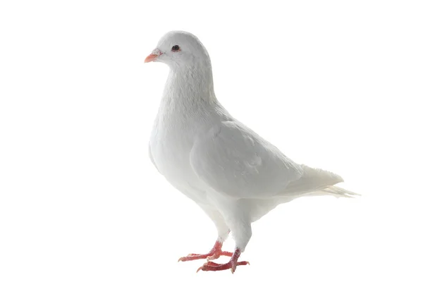 White pigeon - symbol of peace — Stock Photo, Image