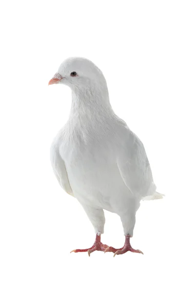Pombo branco - símbolo de paz — Fotografia de Stock