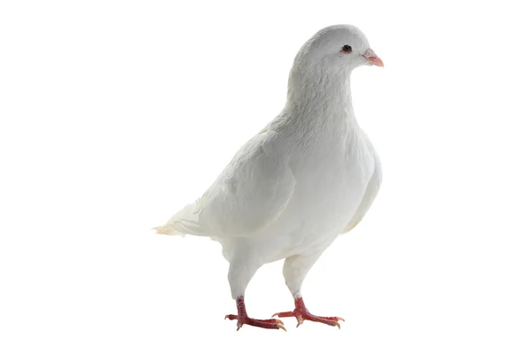 White pigeon - symbol of peace — Stock Photo, Image