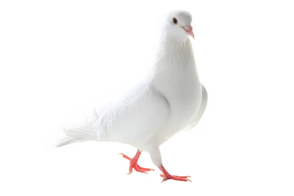 Witte duif - symbool van de vrede — Stockfoto