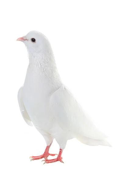 Белый голубь - символ мира — стоковое фото