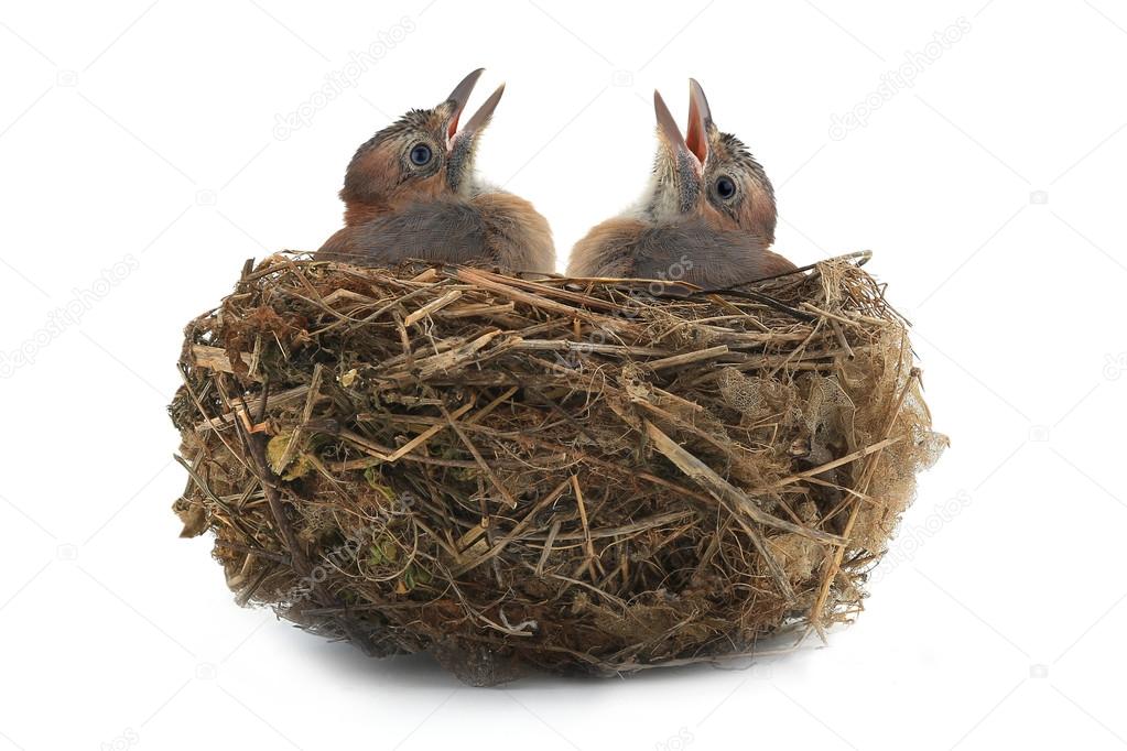 jay's nest with baby birds