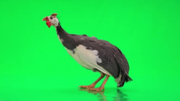 Guinea fowls (Numida meleagris) — Stock Video
