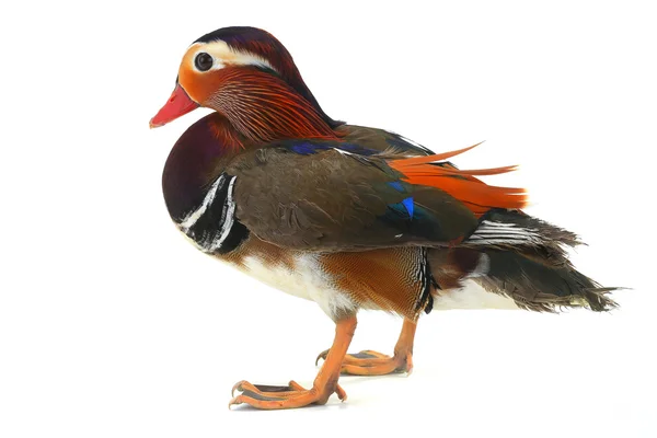 Canard mandarin coloré — Photo