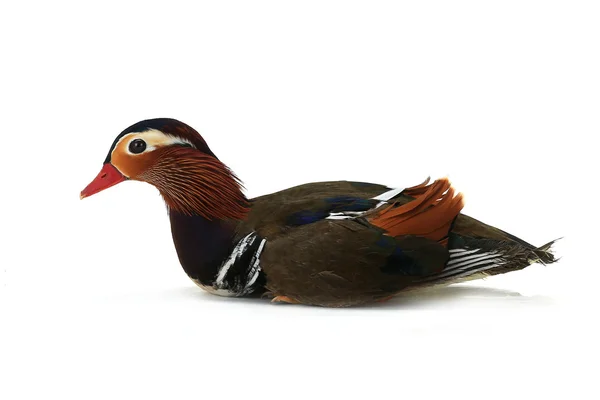 Canard mandarin coloré — Photo