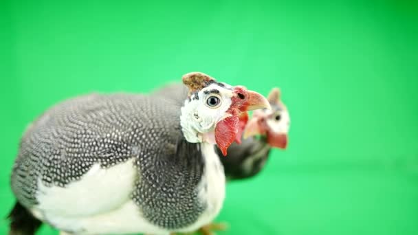 Guinea fowls (Numida meleagris) — Stock Video