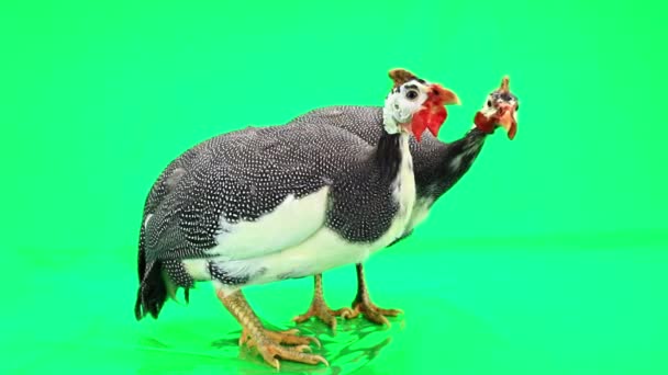 Pájaros de Guinea (Numida meleagris ) — Vídeo de stock