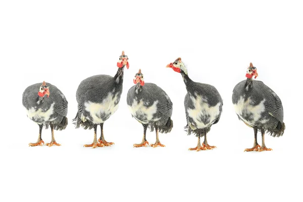 นกกินี ( นุมิดะ ) — ภาพถ่ายสต็อก