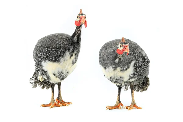 Guinea fowls (Numida meleagris) — Stock Photo, Image