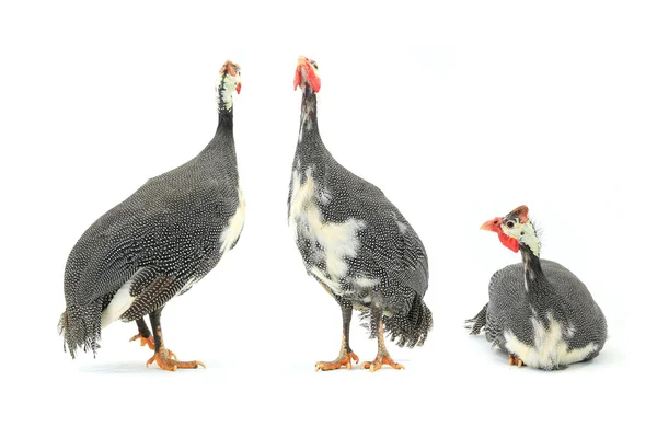 Galinhas da Guiné (Numida meleagris ) — Fotografia de Stock