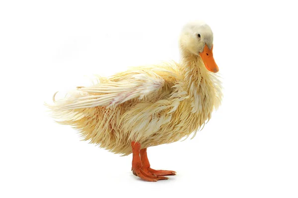 Küçük ıslak ördek — Stok fotoğraf