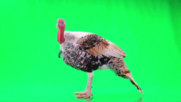 Polla de pavo plateado — Vídeo de stock