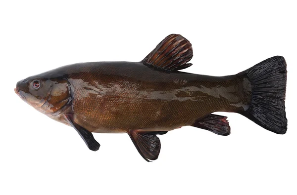 Tench  isolated on a white — Stock Photo, Image