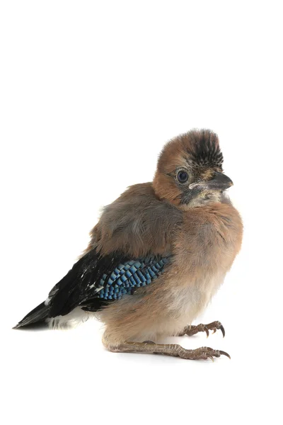 Jay'in yavru kuş — Stok fotoğraf