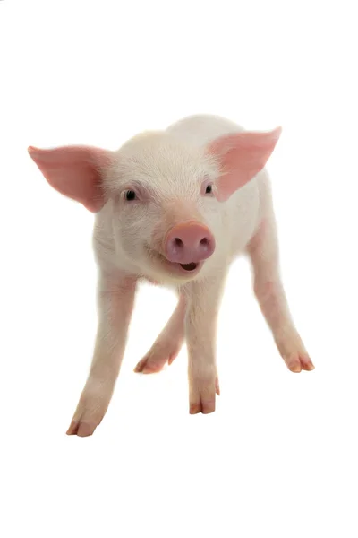 微笑猪 — 图库照片
