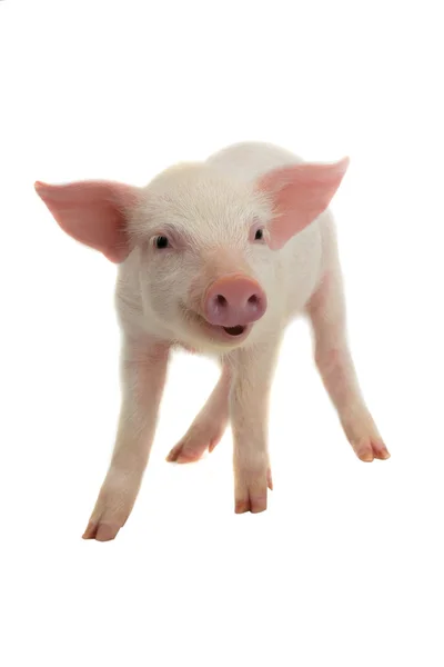 Smile a pig — Stock Photo, Image