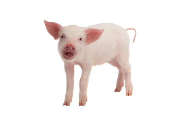 Sorri um porco — Fotografia de Stock
