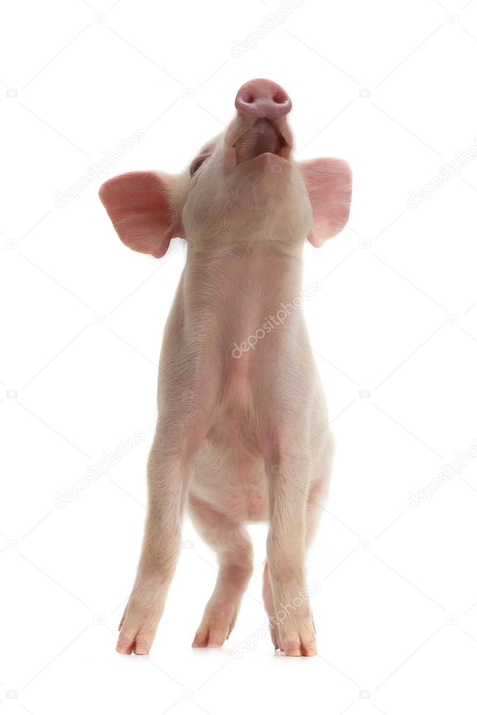  raised head pig 